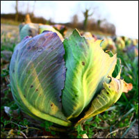 Les choux poussent bien à huisnes!