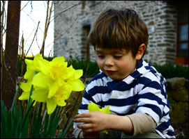 La découverte des jonquilles? La découverte des jonquilles?