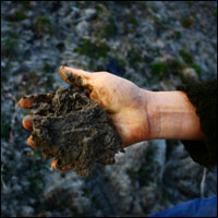 La terre des parcelles de Huisnes sur mer.